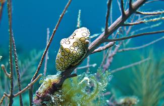 Cyphoma gibbosum 3  Port Louis.jpg